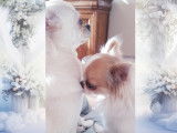 From Swit Valley Since :1996 Exclusivement Chihuahua