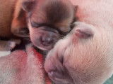 From Swit Valley Since :1996 Exclusivement Chihuahua