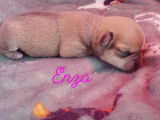From Swit Valley Since :1996 Exclusivement Chihuahua
