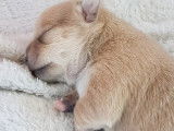 From Swit Valley Since :1996 Exclusivement Chihuahua