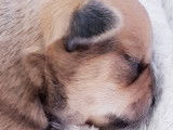 From Swit Valley Since :1996 Exclusivement Chihuahua
