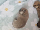 From Swit Valley Since :1996 Exclusivement Chihuahua