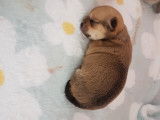 From Swit Valley Since :1996 Exclusivement Chihuahua