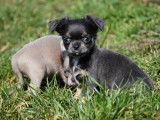 Chiot Chihuahua pedigree à vendre