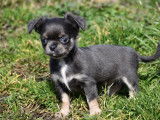 Chiot Chihuahua pedigree à vendre