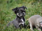 Chiot Chihuahua pedigree à vendre