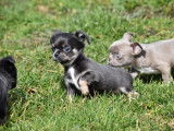 Chiot Chihuahua pedigree à vendre