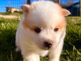 Chiots Pomsky à vendre