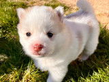 Chiots Pomsky à vendre