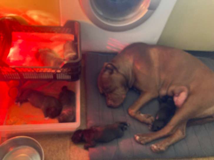 Chiots American Staffordshire Terrier croisés Pitbull rednose à vendre