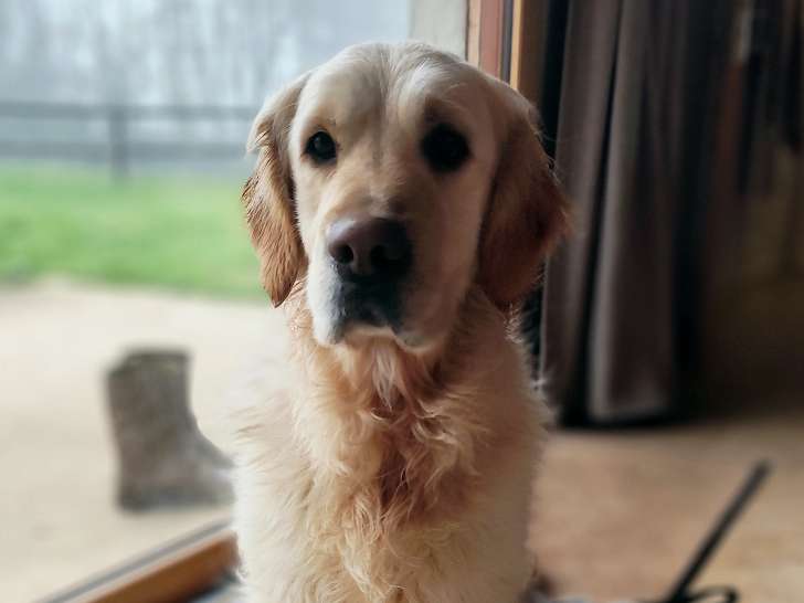 Gentille femelle Golden Retriever LOF à vendre
