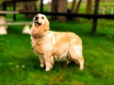 Gentille femelle Golden Retriever LOF à vendre