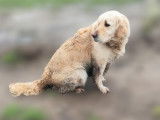 Gentille femelle Golden Retriever LOF à vendre