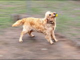 Gentille femelle Golden Retriever LOF à vendre