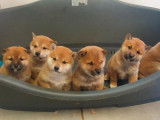 Chiots Shiba Inu à vendre
