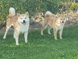 Chiots Shiba Inu à vendre