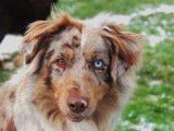 Sépia twinkling eyes of winky bow wow.la maman
