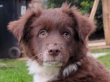 Chiots Berger Américain Miniature LOF à vendre