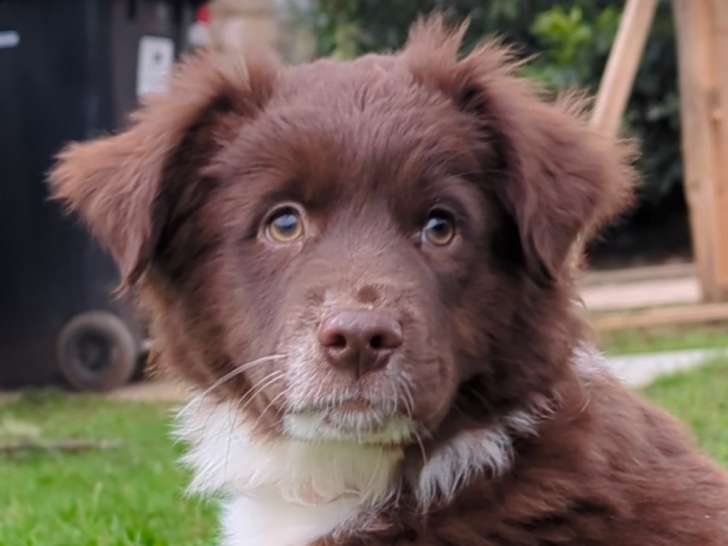 Chiots Berger Américain Miniature LOF à vendre