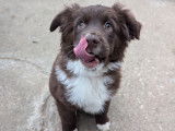 Chiots Berger Américain Miniature LOF à vendre