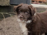 Chiots Berger Américain Miniature LOF à vendre
