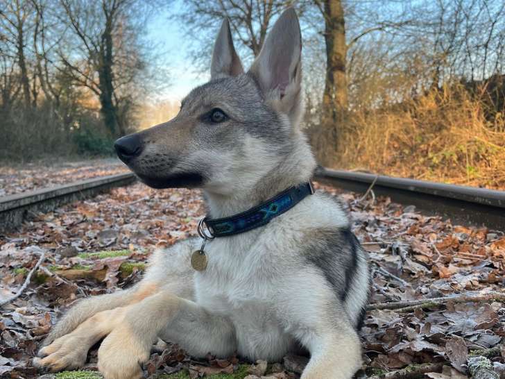 Chiot Loup Tchécoslovaque à vendre