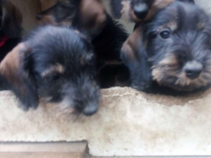 Chiots Teckel Nain à poil dur LOF à vendre