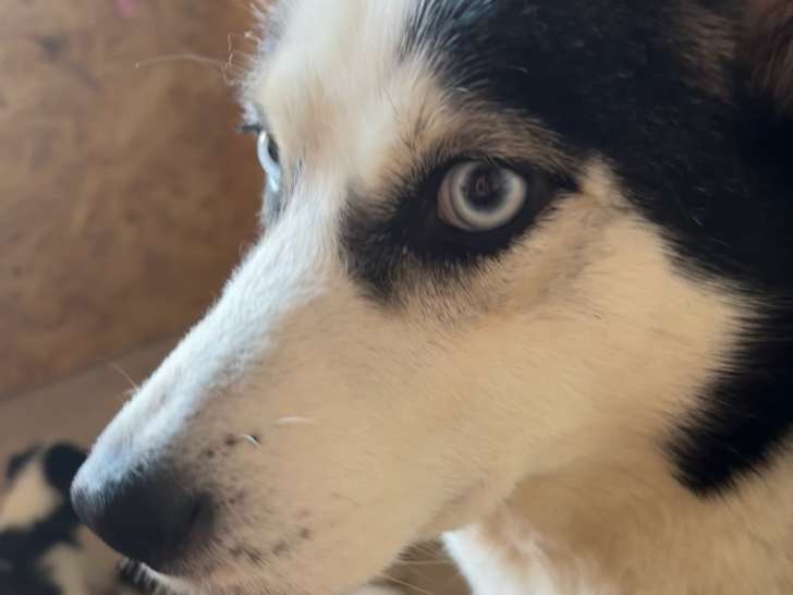 Chiots Husky Siberien à vendre