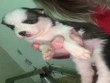 Chiots Husky Siberien à vendre