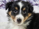 Valter