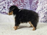 Valter