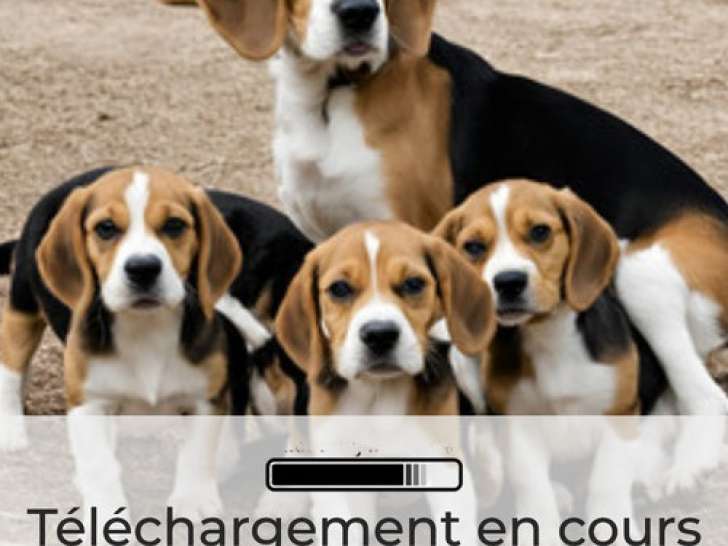 Chiots Beagle a naître