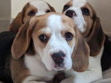 Chiots Beagle a naître