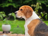 Chiots Beagle a naître