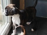Chiot femelle Boxer LOF