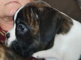 Chiot femelle Boxer LOF