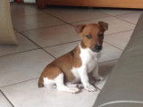 Mâle Jack Russel disponible pour saillie