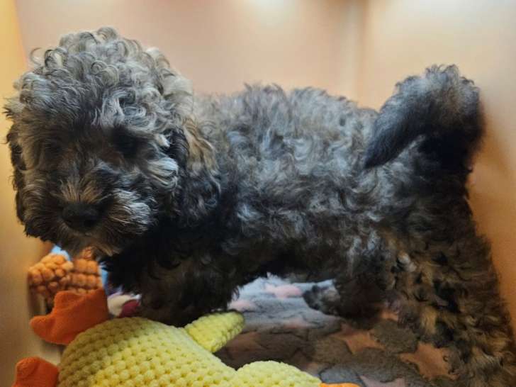 Chiots Caniche toy et nains à vendre
