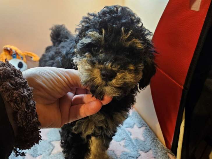 Chiots Caniche toy et nains à vendre