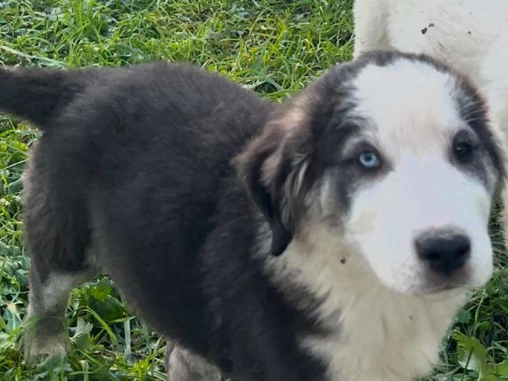 Chiots Berger d'Asie Centrale à vendre