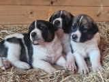 Chiots Cão de Gado Transmontano à vendre