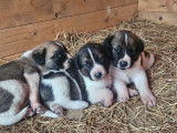 Chiots Cão de Gado Transmontano à vendre