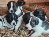 Chiots Cão de Gado Transmontano à vendre