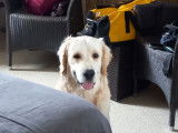 Mâle Golden Retriever disponible pour saillie