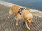 Mâle Golden Retriever disponible pour saillie