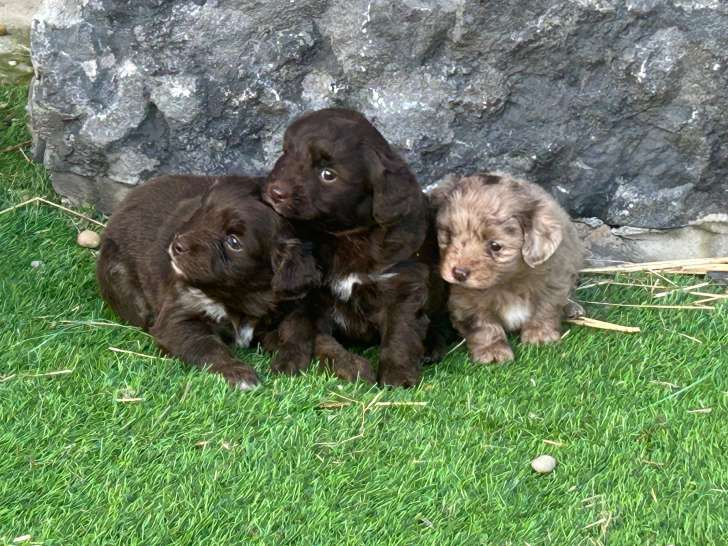 Chiots Aussiedoodle toy à vendre