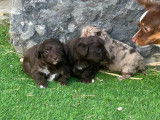 Chiots Aussiedoodle toy à vendre