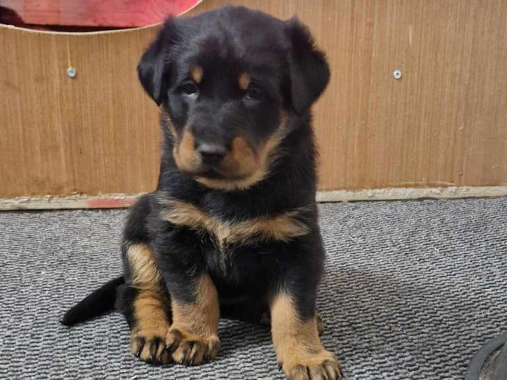 Chiots Berger de Beauce à vendre