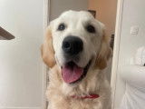 Mâle Golden Retriever disponible pour saillie