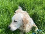 Mâle Golden Retriever disponible pour saillie